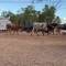 Just goats, a horse, a donkey and cows walking along between the vans