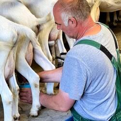 Ein Becher warme Milch direkt vom Euter. Wie früher 😋😋