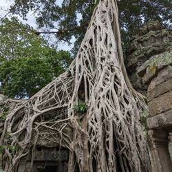 Crazy tree growing