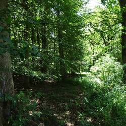 Zur Abwechselung geht es mal direkt durch ein Waldstück