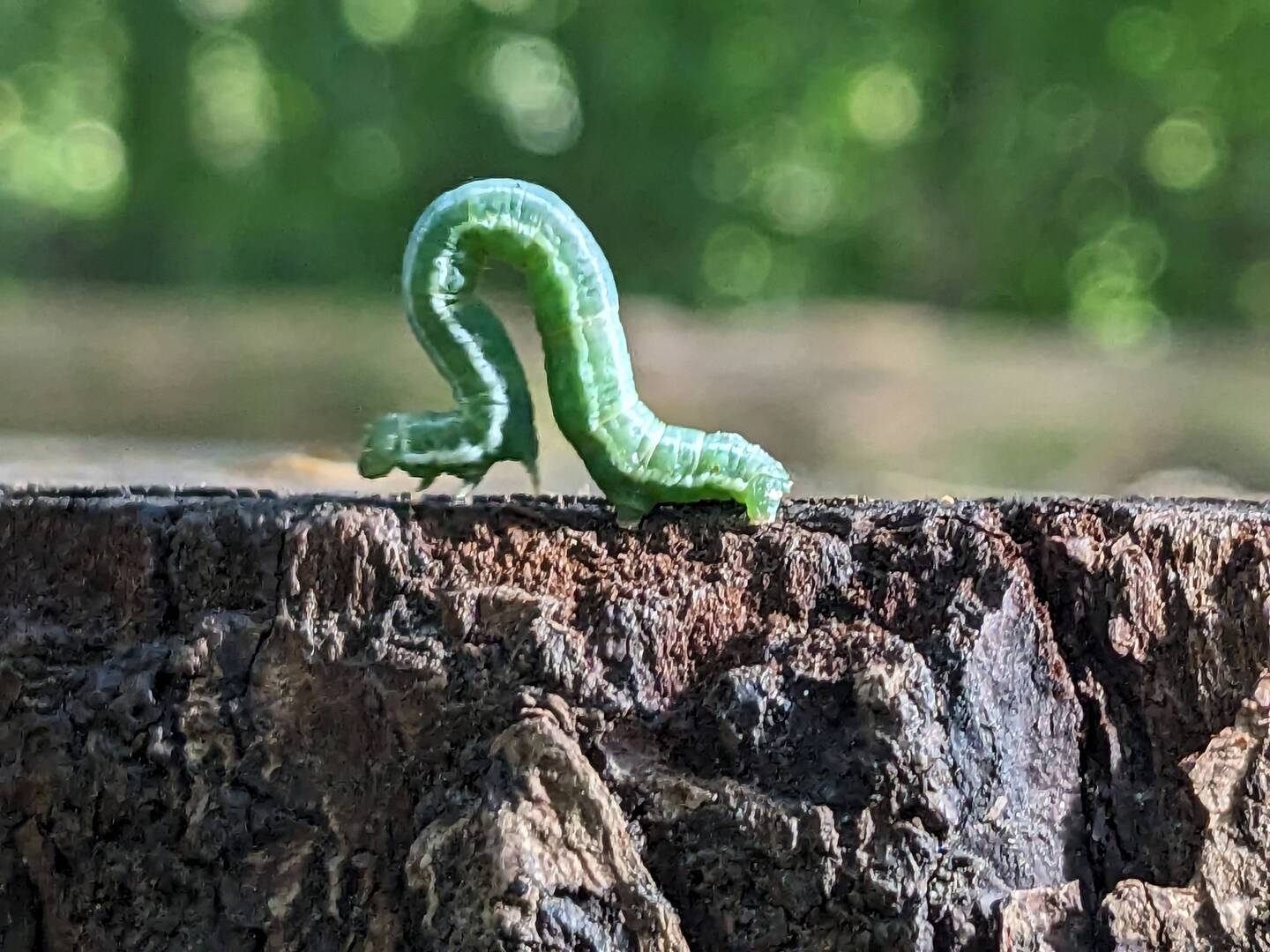 Inchworm