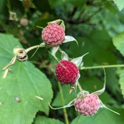 Thimbleberry