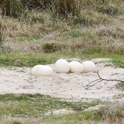 Ostrich eggs