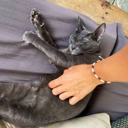 Mishy & Mau die zwei Hauskatzen hier