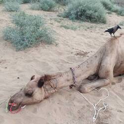 Die müden Kamele werden gereinigt