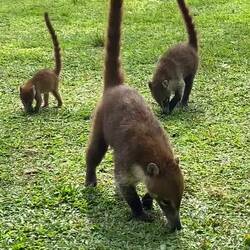 Es paar Nasebärli bi dä Temple 🛕