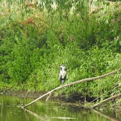 We came accross so many herons, many of them young