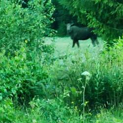 So ein Elch kann bis 800 kg schwer werden