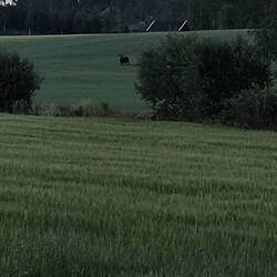 Schön war's die Tiere zu beobachten