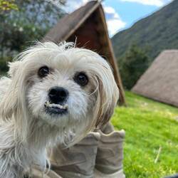 Unsern Lieblingshund der Wanderung möchte ich nicht unerwähnt lassen. "Dentist" 🦷 que lindo.