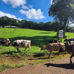 Oops cow's being more to another paddock haha