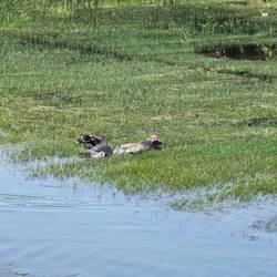 So hot- even the cows are struggling to stay cool