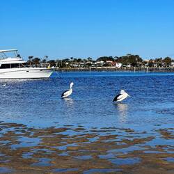 Bei einem Ausflug ans Meer (ca 1 Stunde Fahrt) konnte ich auch endlich mal Pelikane hautnah sehen