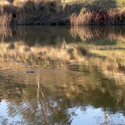 Das Schnabeltier:) Leider recht weit entfernt, aber die Form ist zu erkennen