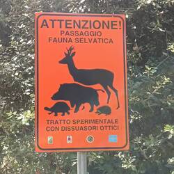 Auf dem Weg zum Supermarkt - verrückte Tiere unterwegs