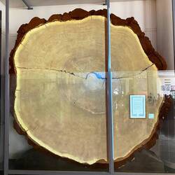 Urzeitbaum - 5m Durchmesser