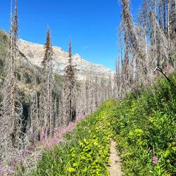 Last 8 km through the beautiful forest