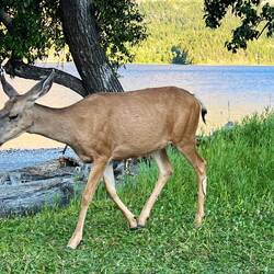 Tame wildlife - she walked past me with 2 m distance