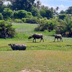 Ab und zu stehen Büffel statt Kühen am Straßenrand