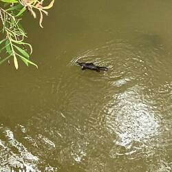Platypus in Peterson Creek