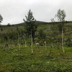 Krüppel-Birken - sind die Rentiere oder das Wetter schuld?