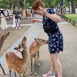 Die Hirsche verneigen sich, um Futter zu erhalten