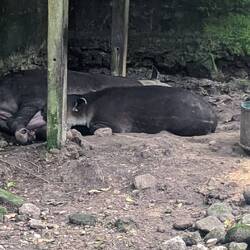 Tapirs
