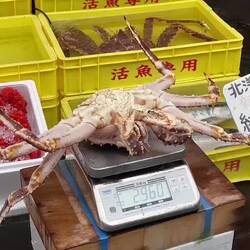 Still wiggling ... @ the Morning Market — Hakodate, Japan.