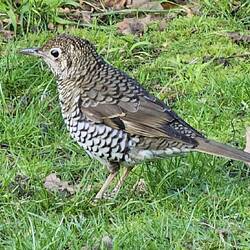 A Bassian thrush