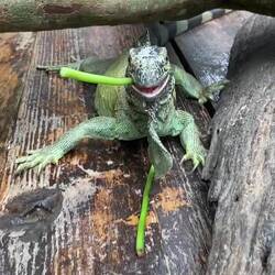 So frässe isch doch geng schön😜