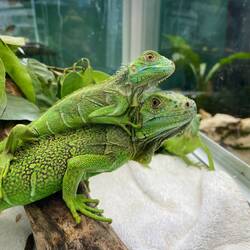 Das isch der Nachwuchs wo scho fasch 2i jährig isch😄