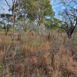 A distinctive feature of the area is the immense number of termite mounds