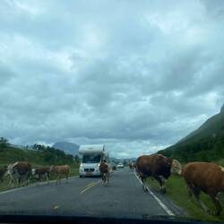 🐮🐮