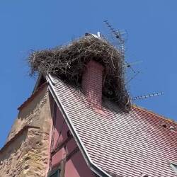 A white stork nest