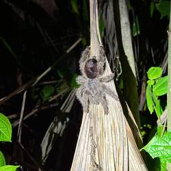 Énorme ! Elle fait au moins 15 cm 😱