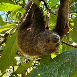 Negro, un bébé paresseux sauvé des chasseurs