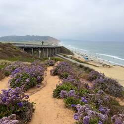 Wildflowers at Torrey Pines State Park.