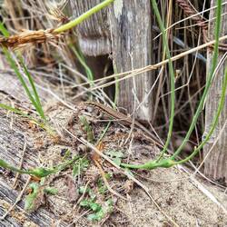 Safari auf der Dünentreppe