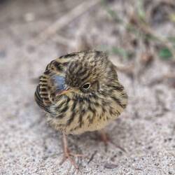 Safari auf der Dünentreppe II