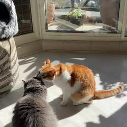 Katzencontent 😅