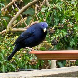 Bower Bird