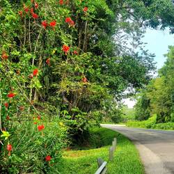 Rote Tupfer im Wald: Hibiskus