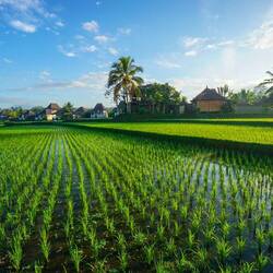 Sebatu rice fields