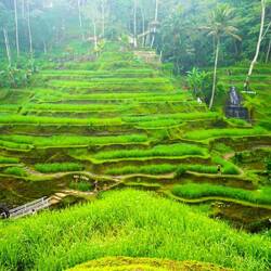 Tegallalang rice terraces