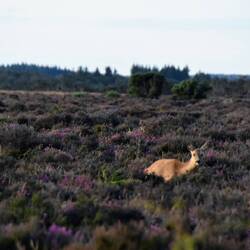 Ein reh in der heide