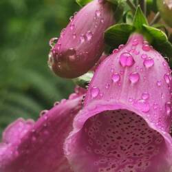 Wunderschöne flora und fauna