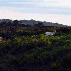 Albino hirsch und ein anderer links