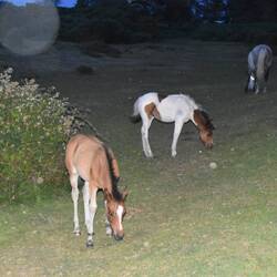 Nächtlicher besuch von den new forest ponys und ihren fohlen