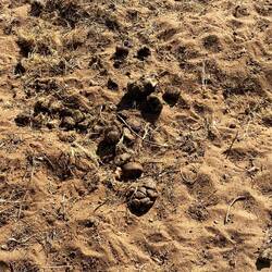 Tiere waren auf jeden Fall da 😁💩