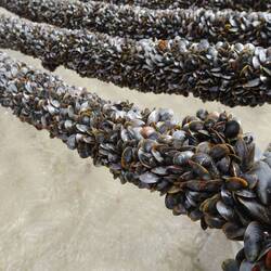 Moules, soweit das Auge reicht